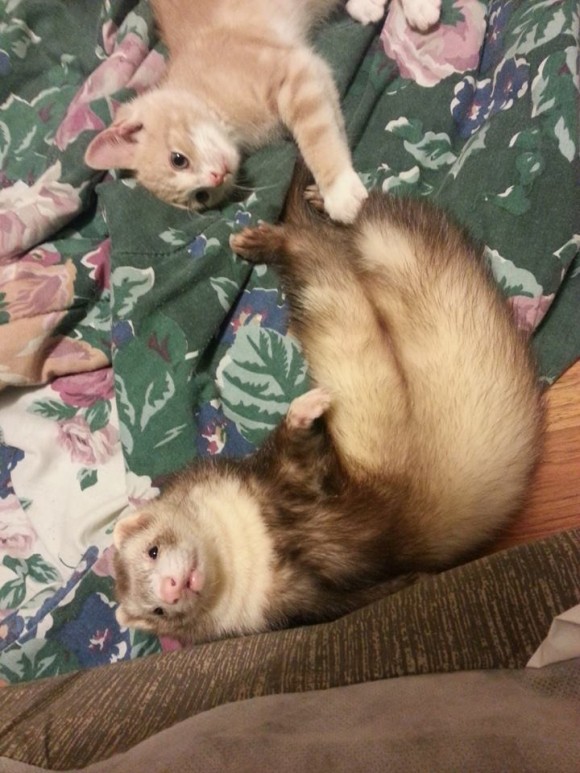 フェレットを多頭飼いしている飼い主が路上でさまよっている子猫を招き入れたらこうなった。