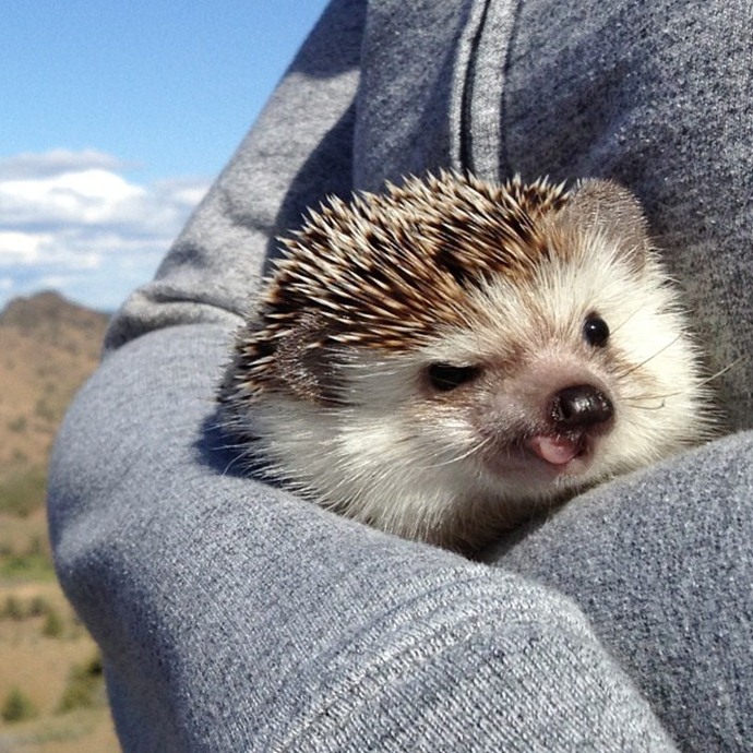 かわいいハリネズミには旅をさせる写真