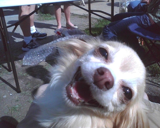 ものすごくだらしない犬の表情の写真