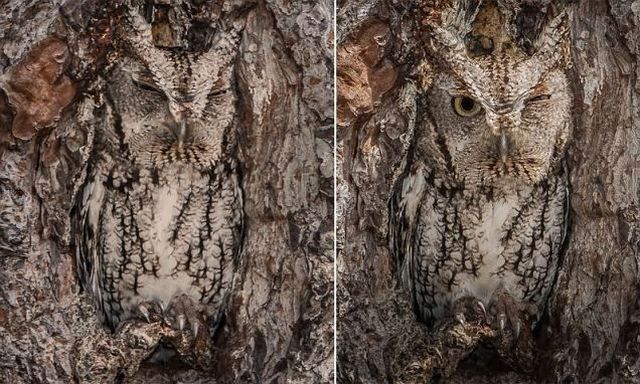 本当に可愛すぎる動物たちの写真