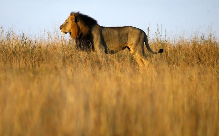 アフリカの野生動物たちの画像