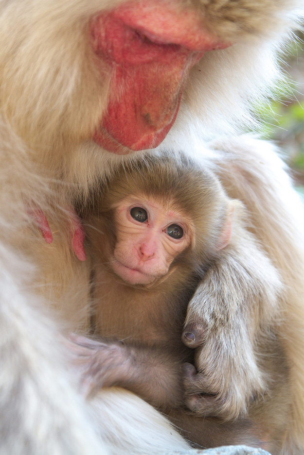 羨ましいくらいに仲のいい動物画像