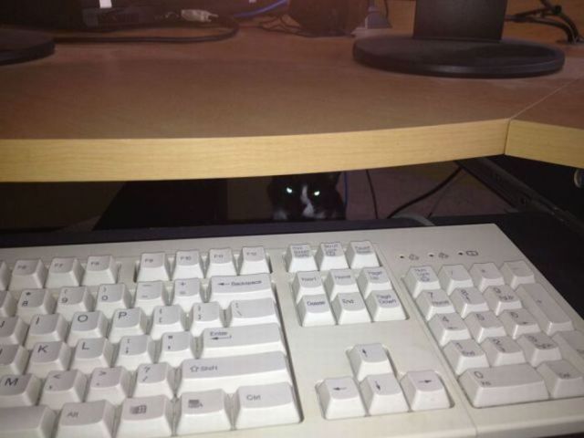 猫や犬の視線を感じる画像