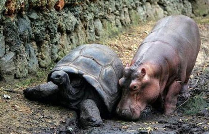 赤ちゃんカバと親友の１３０歳のカメ 