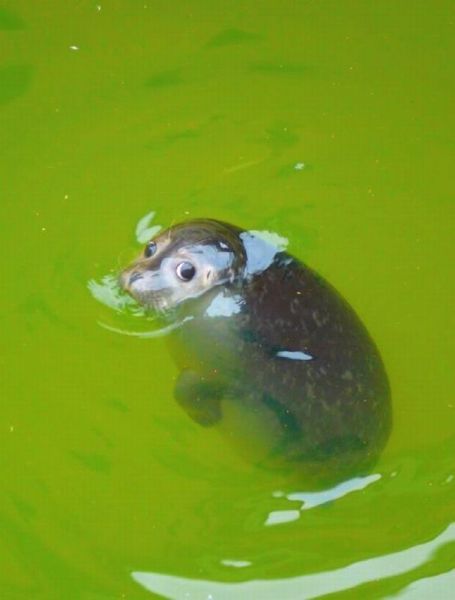 キュン死しちゃいそうな可愛い動物の写真