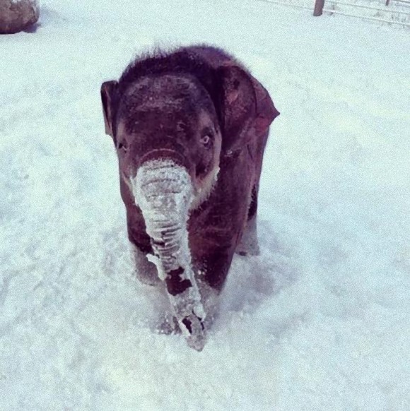 寒さも平気だよ！雪で遊ぶ可愛い動物たちの画像