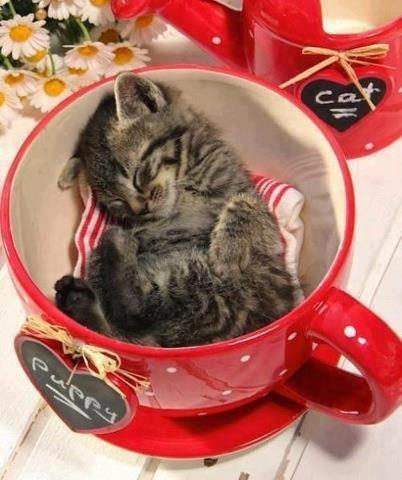 そのまま飲み干したくなるカップ入り動物の写真