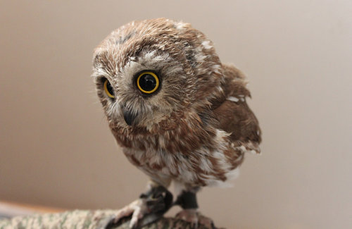 本当にキュンとする！動物の赤ちゃんたちの写真