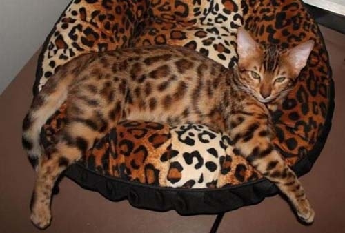 隠れるのが上手すぎる可愛い動物の画像