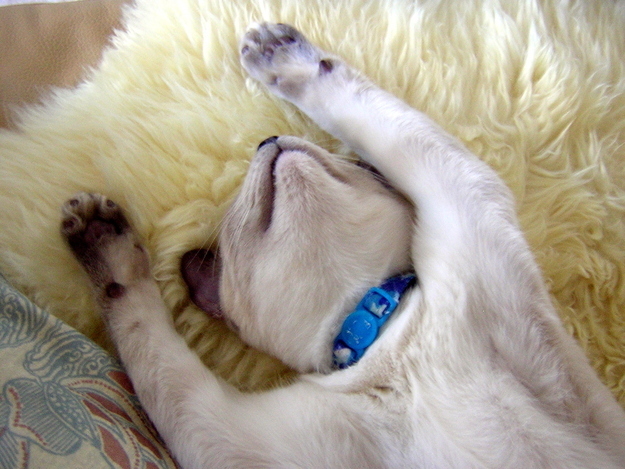 見るとやる気がなくなっていく眠る猫の画像