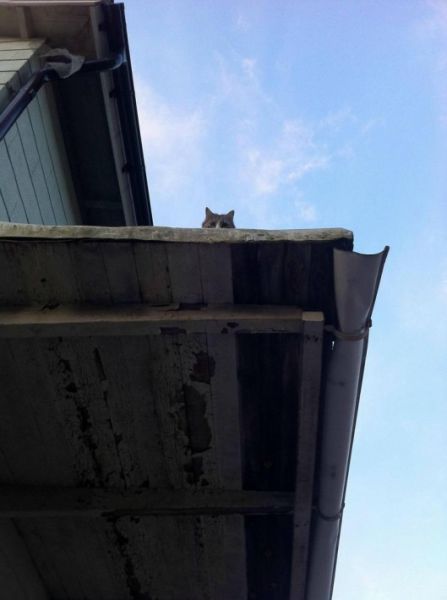 猫や犬の視線を感じる画像