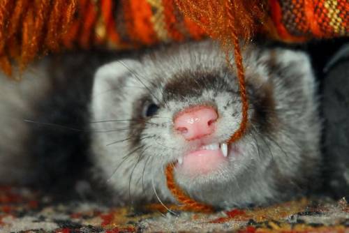 元気になれる動物の画像