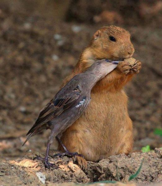 本当に可愛すぎる動物たちの写真