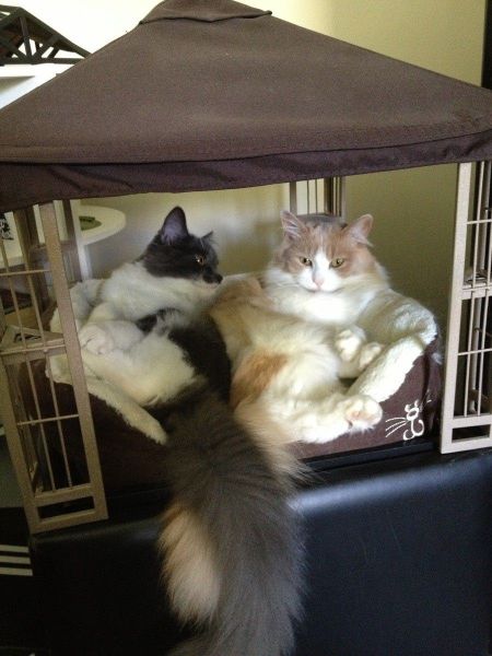 超可愛い動物たちに癒される写真