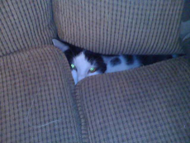 猫や犬の視線を感じる画像