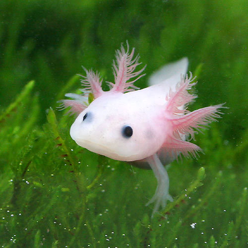 ちょこっとブサイクだけど愛嬌があって美しい魚の写真