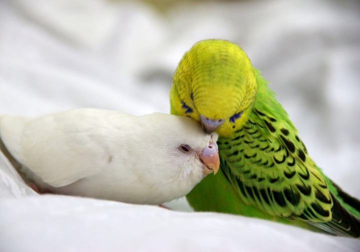 とにかく可愛い鳥の画像が集まったよ！写真