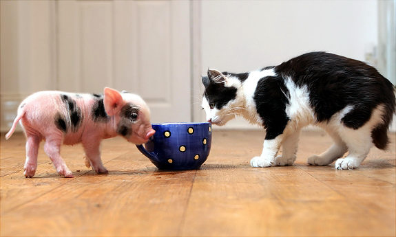 ティーカップの豚の赤ちゃんの写真