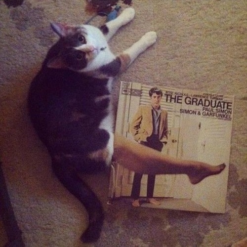 とにかく魅力的な猫の写真