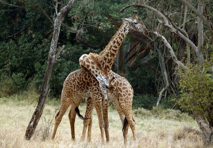 アフリカの野生動物たちの画像