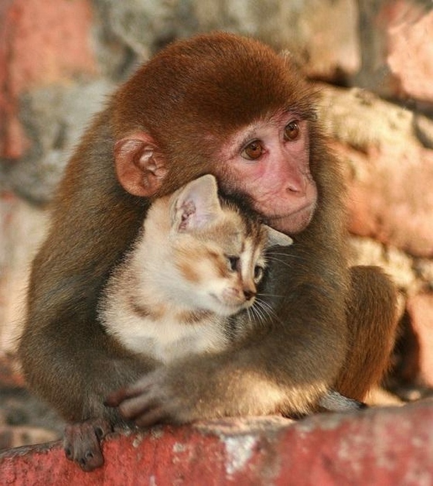 羨ましいくらいに仲のいい動物画像