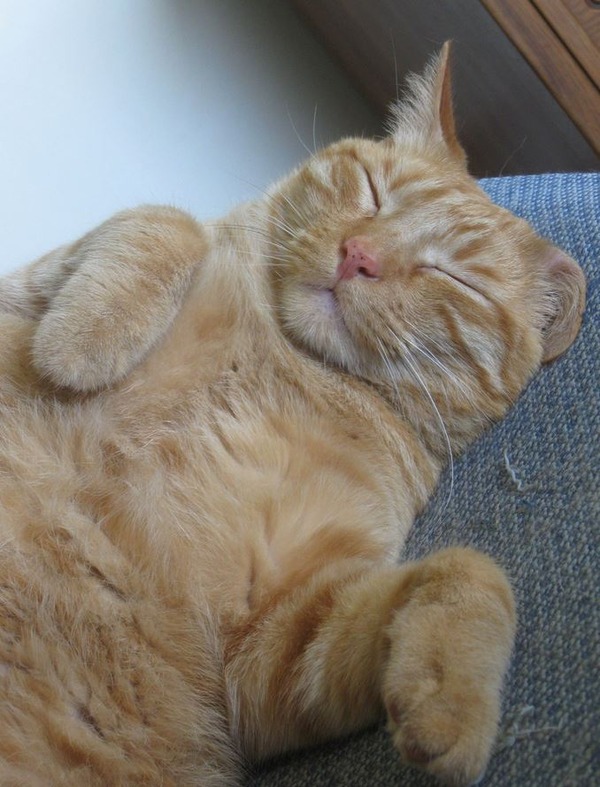 猫の寝顔がどうしてこんなに可愛いのかと思える写真