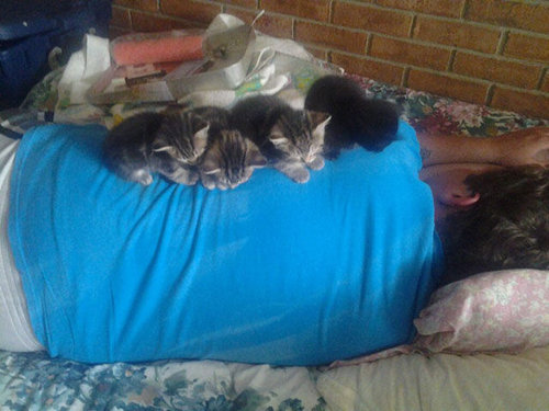 「猫がいて幸せを感じる瞬間」の写真