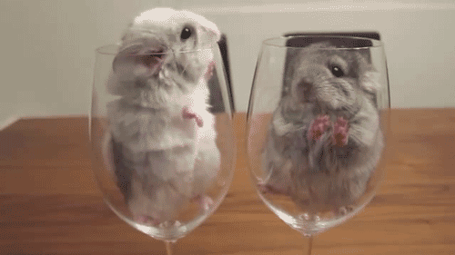 そのまま飲み干したくなるカップ入り動物の写真