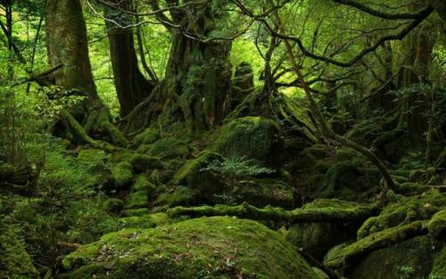 屋久島の神秘的自然が美しすぎる写真