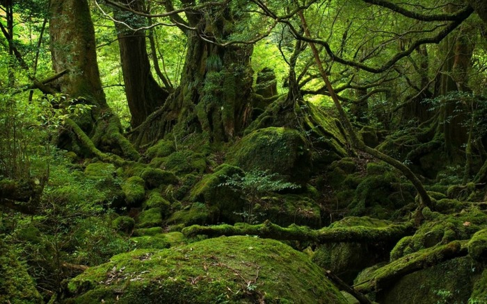 神秘的な屋久島の自然の写真