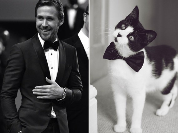 どっちが好き？同じようなポーズのイケメンと猫の比較画像