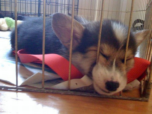 ぐっすり眠る動物たちの癒される写真