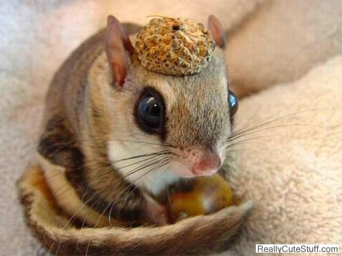 食欲のとどまるところを知らないシマリス