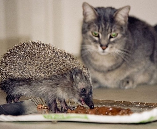 笑顔が思わず出そうな可愛すぎるハリネズミの写真