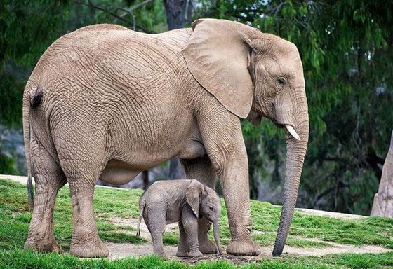癒される動物の親子写真