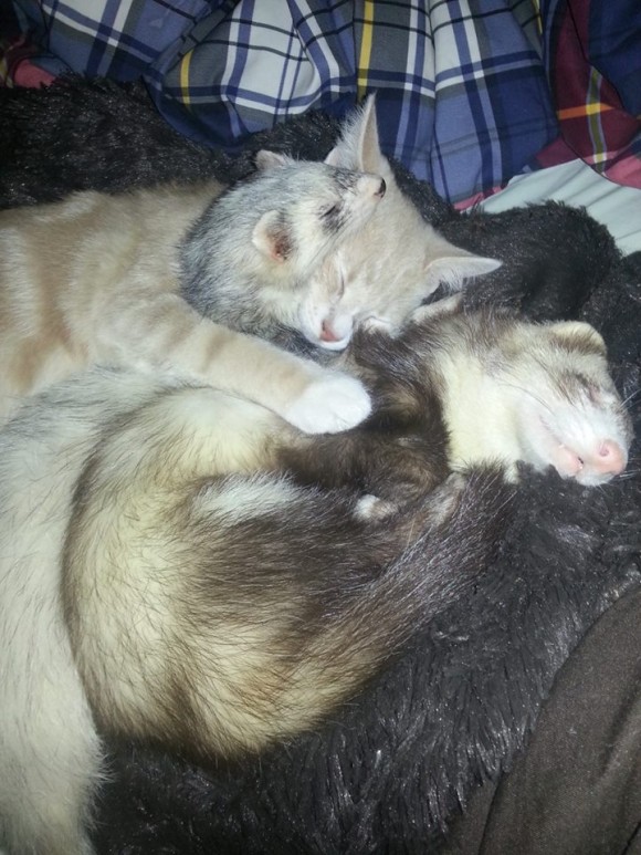 フェレットを多頭飼いしている飼い主が路上でさまよっている子猫を招き入れたらこうなった。
