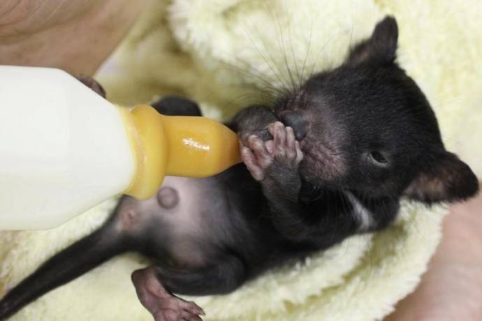 超可愛い動物たちに癒される写真