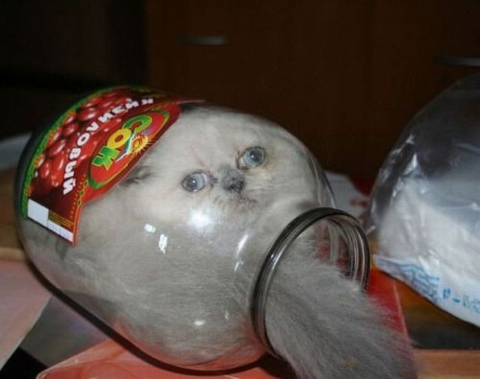 まるで液体のようなネコの写真