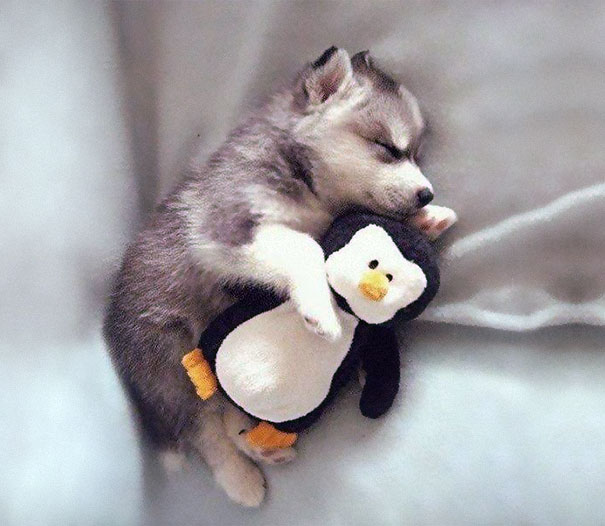 ぬいぐるみと眠る可愛い動物たちの写真