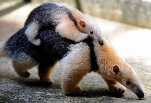 かわいい動物画像たちの画像