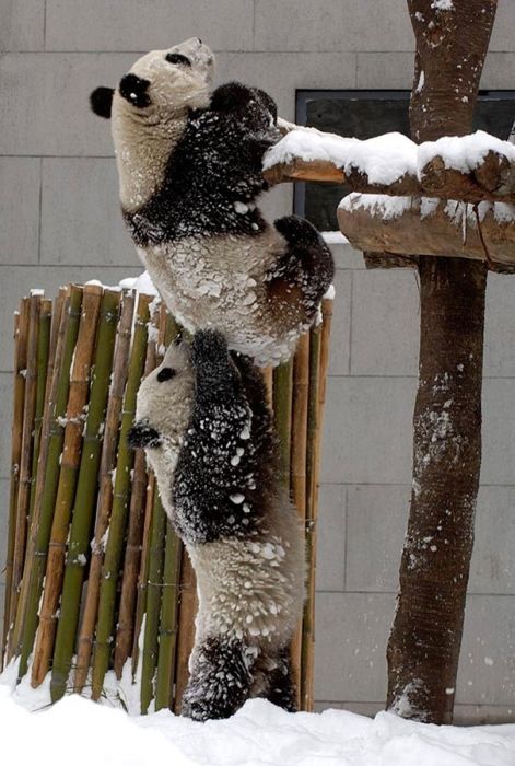 良くこんな画像を撮影したなという動物の写真