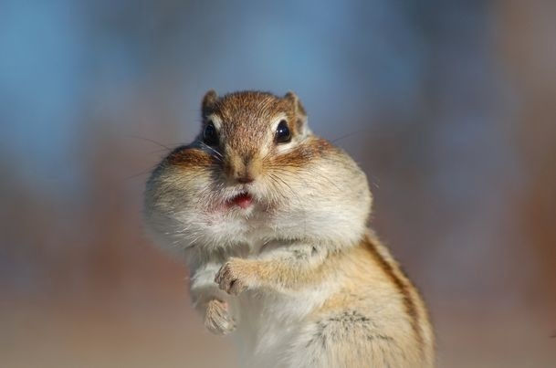 何だかほのぼのする動物の写真