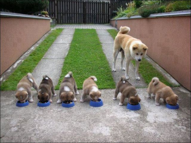 本当に可愛すぎる動物たちの写真