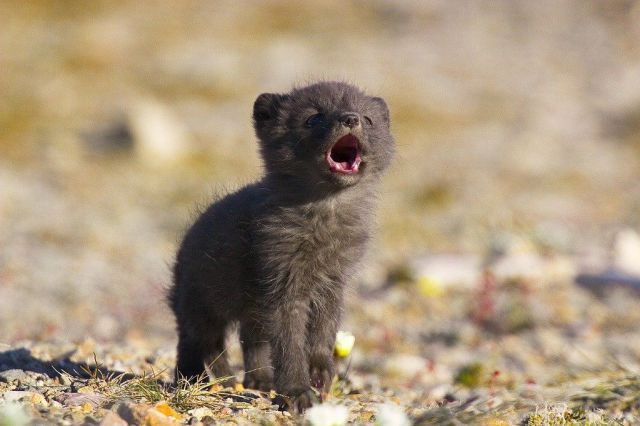 もう可愛すぎて何と言って良いのか分からない動物