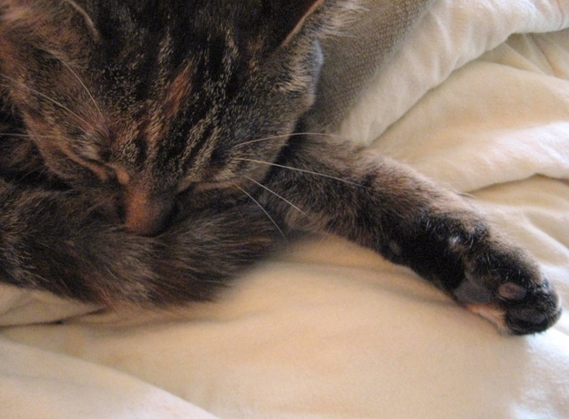 見るとやる気がなくなっていく眠る猫の画像