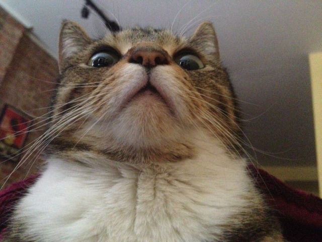 可愛い動物たちの画像が集まった写真