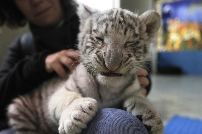 可愛すぎる動物の赤ちゃん画像