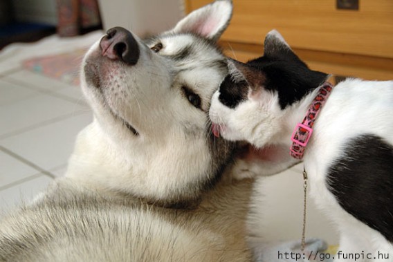 表情豊かすぎるハスキー、マラミュート犬の無敵な表情・ポーズ画像