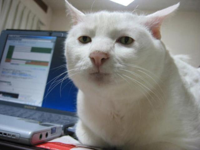 悲しい顔をした猫たちの写真