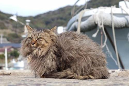 福岡にあった猫の島の写真